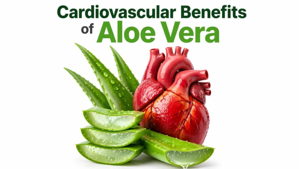 Aloe vera kaise arteries mein cholesterol jamne se rokta hai aur blood flow sudharta hai.