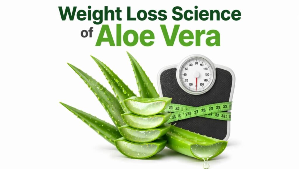 Aloe vera kaise metabolism ko tez karke fat burn karne mein madad karta hai uska scientific infographic.